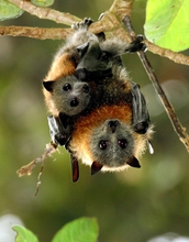 A female grey-headed flying fox roosts with young in a subtropical rainforest in New South Wales.